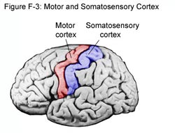 CORTEX